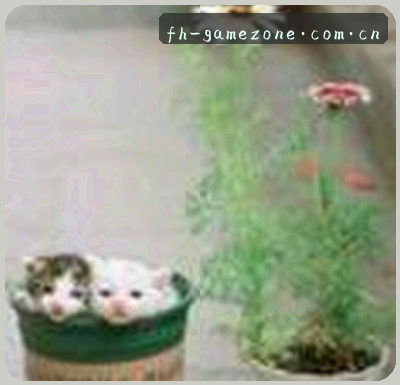 张哥